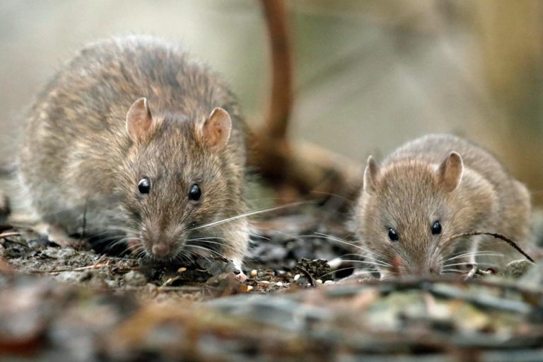 entreprise anti-nuisibles dératisation dératiseur métropole de Lille MKPro Nuisibles