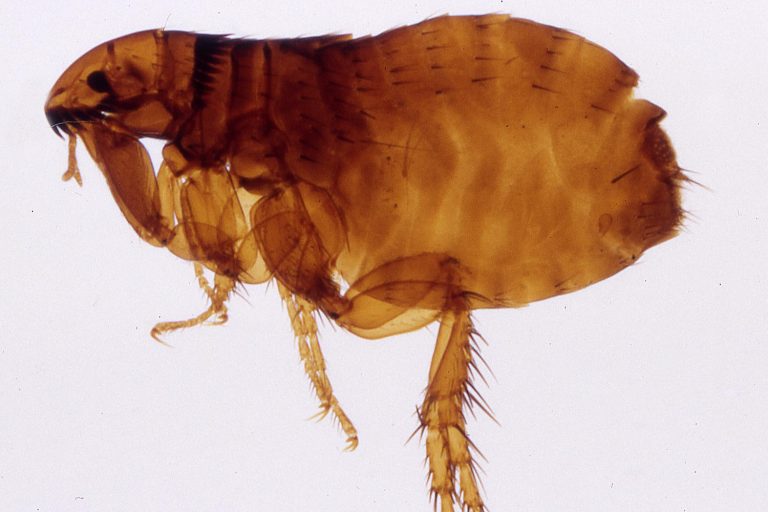 entreprise désinsectisation insectes nuisibles puces Lille MKPro Nuisibles