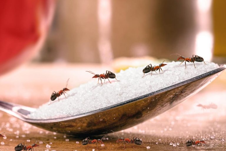 désinsectiseur fourmis Lille MKPro Nuisibles